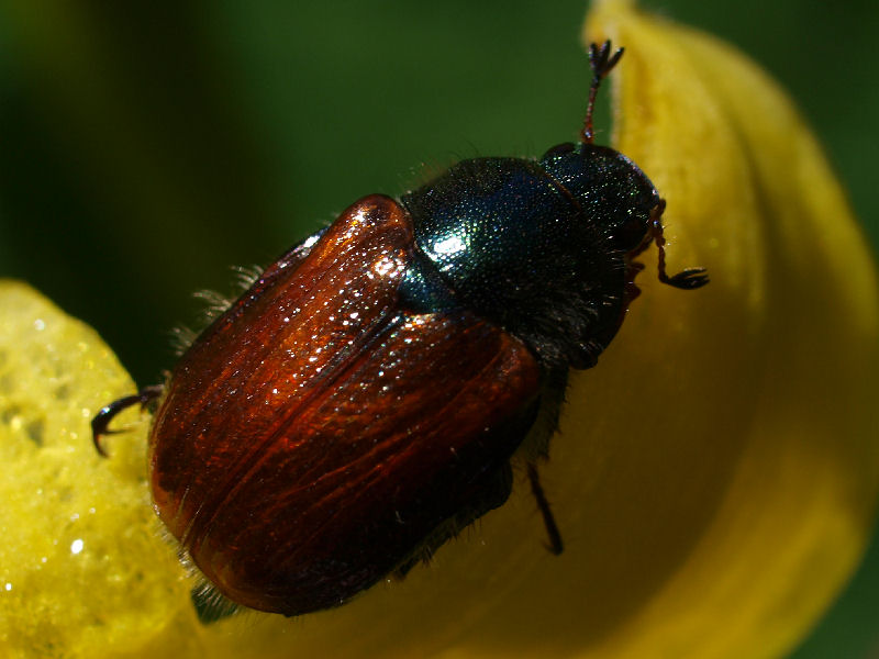 Rutelidae: Phyllopertha horticola